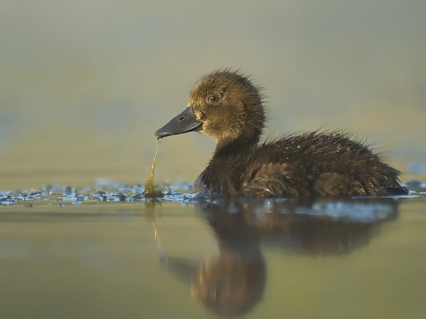 Tukkasotka, Tufted Duck, Aythya fuligula